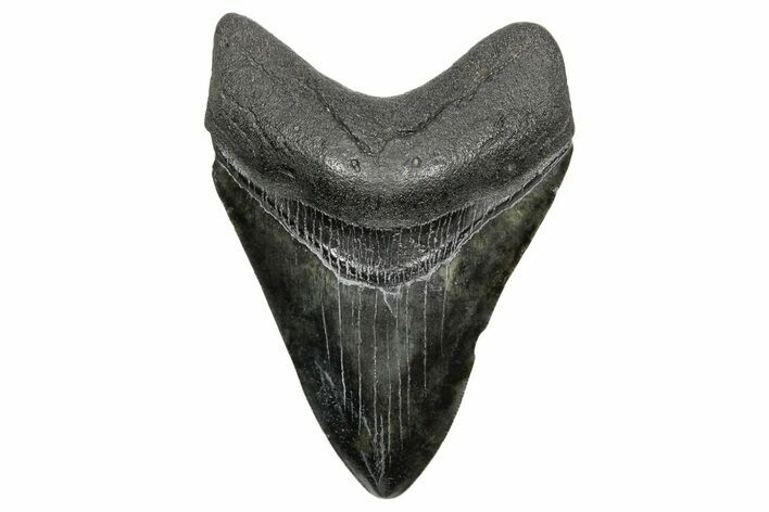 Serrated, Fossil Megalodon Tooth - South Carolina #362428